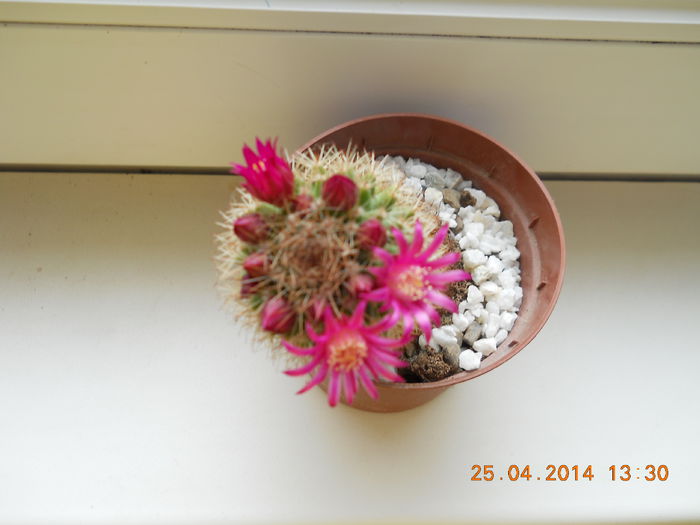 029 - APRILIE 2014