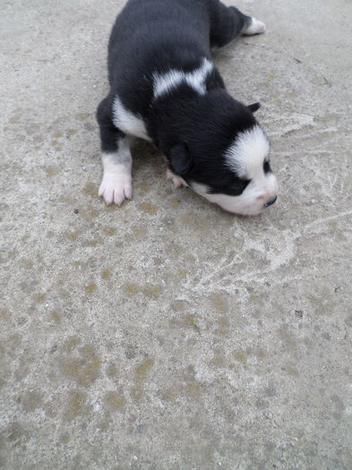 SAM_1206 - Maya - pui II