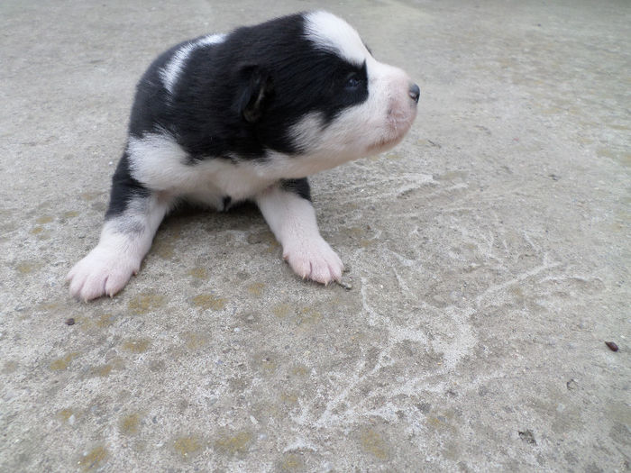 SAM_1207 - Maya - pui II