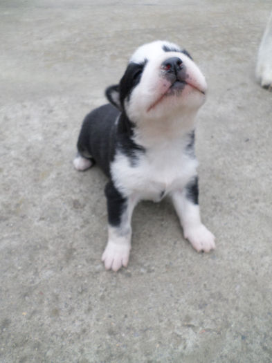 SAM_1208 - Maya - pui II