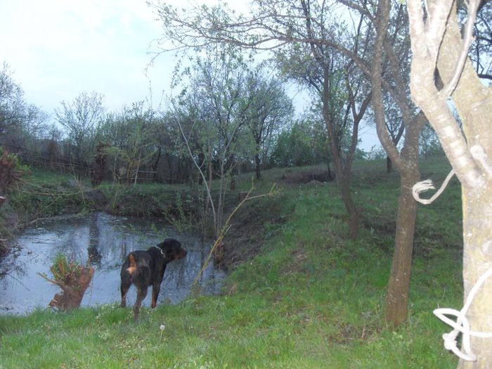 ROTTWEILER 113 - Comportament si caracter TASHA SI ROKY 23-04-2014