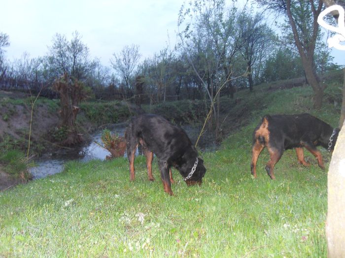 ROTTWEILER 118 - Comportament si caracter TASHA SI ROKY 23-04-2014