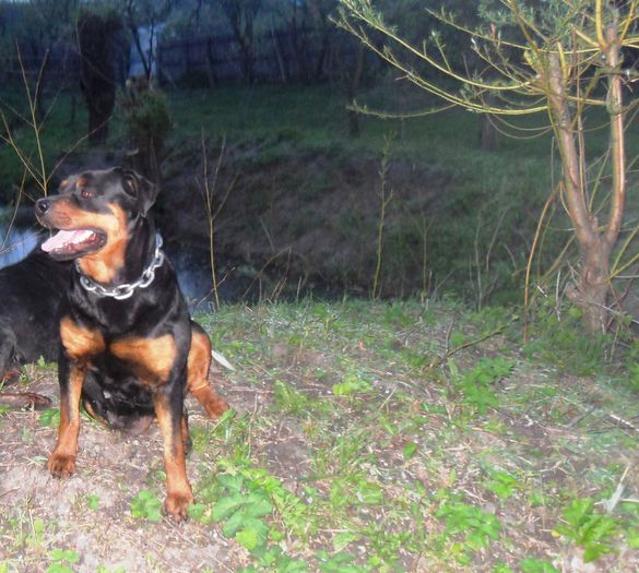 ROTTWEILER 129 - Comportament si caracter TASHA SI ROKY 23-04-2014