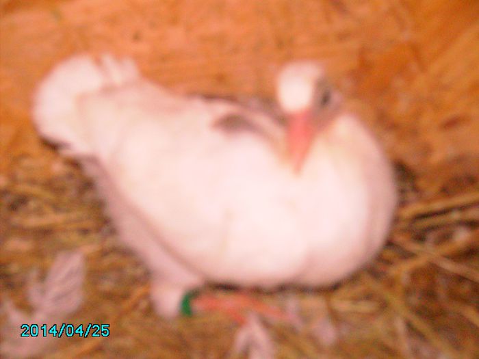 IMG_0192 - Primul ou de porumbel in anul 2014