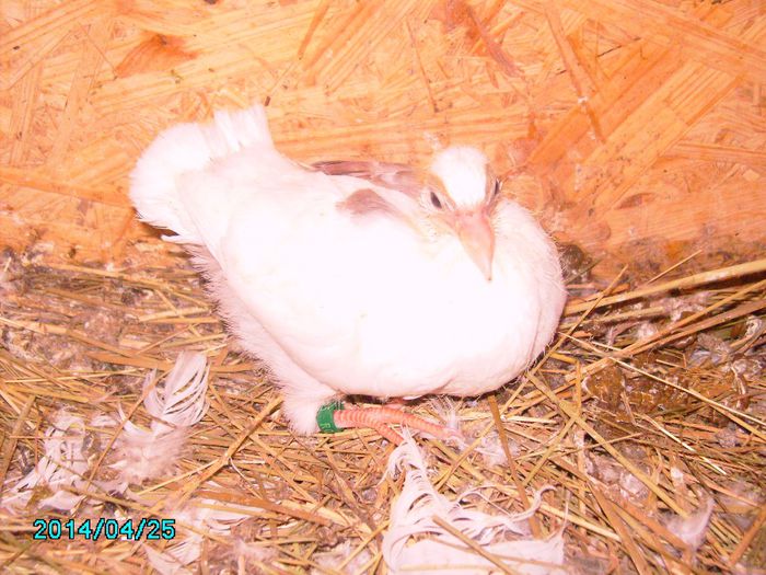 IMG_0193 - Primul ou de porumbel in anul 2014