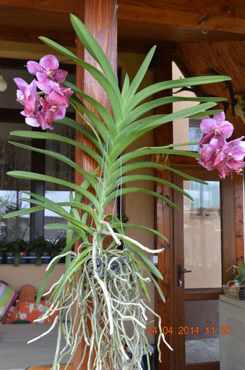 DSC_0211 - Vanda