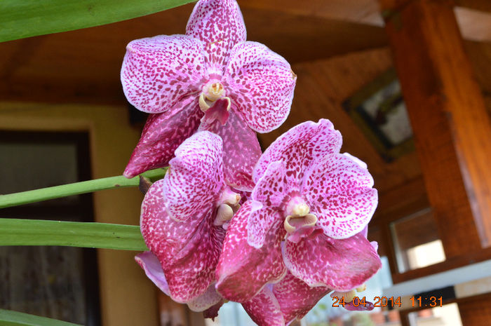 DSC_0213 - Vanda