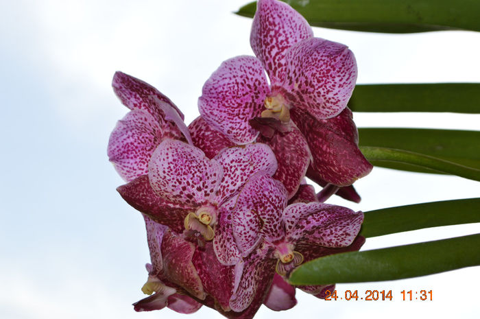 DSC_0216 - Vanda