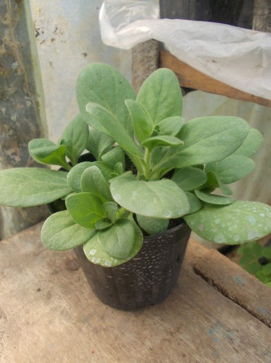 Picture 082; 04 feb - 25 apr
