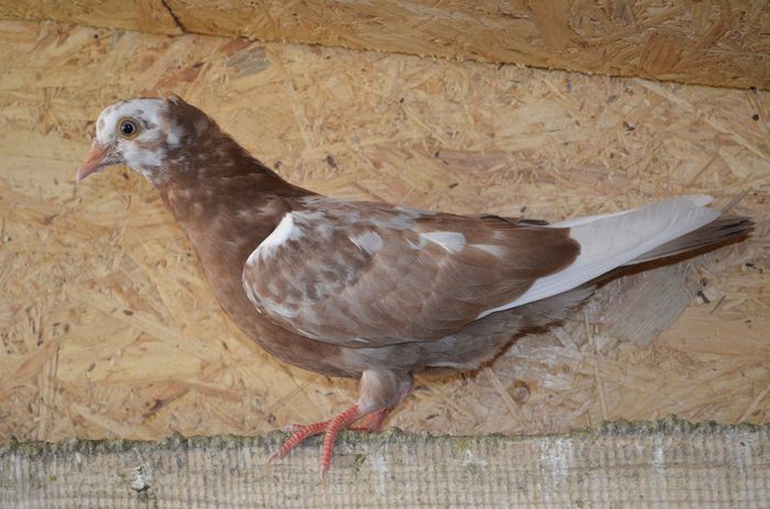 Inainte de naparlire