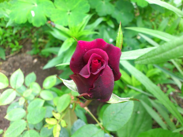 DSC_4511 - PRIMAVARA 2014