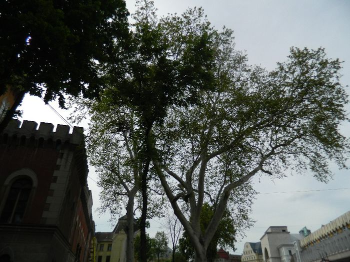 DSCN7162