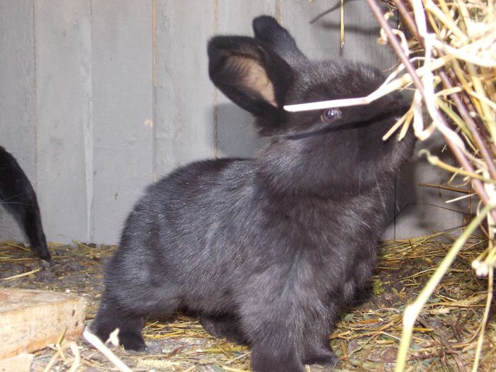 DSCN4637 - IERPURI 2014 - APRILE