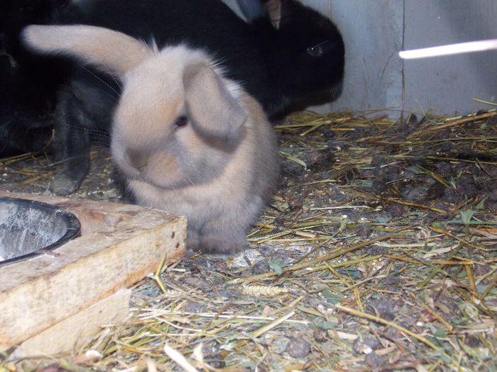 DSCN4638 - IERPURI 2014 - APRILE