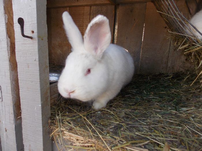 DSCN4659 - IERPURI 2014 - APRILE