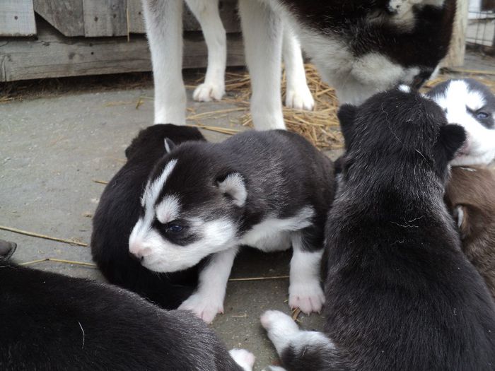 DSC03933 - pui de husky fatati pe 6 aprilie 2014