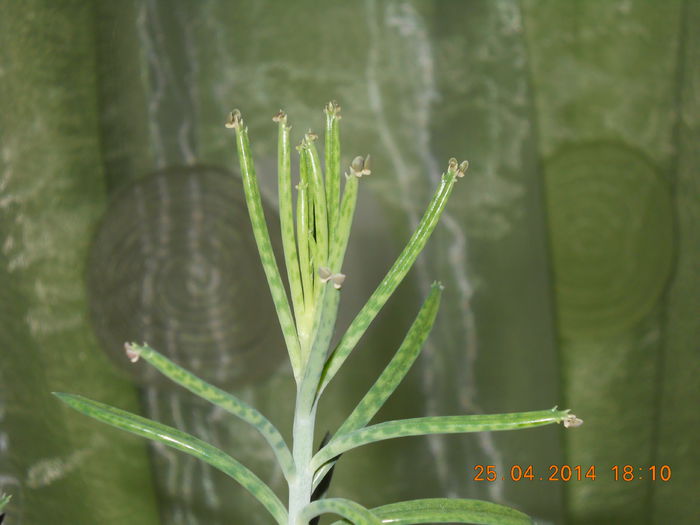 Kalanchoe tubiflora