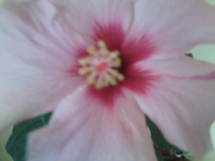 Fotografie0175 - adonicus pink 76