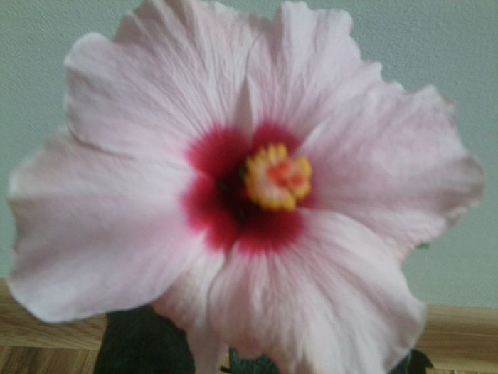 Fotografie0349 - adonicus pink 76