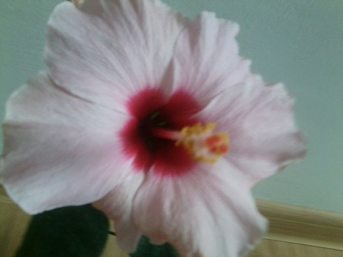 Fotografie0351 - adonicus pink 76