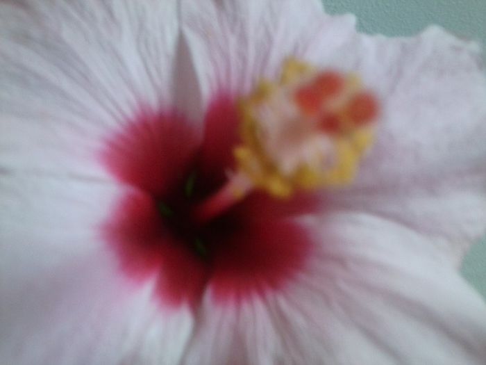 Fotografie0361 - adonicus pink 76