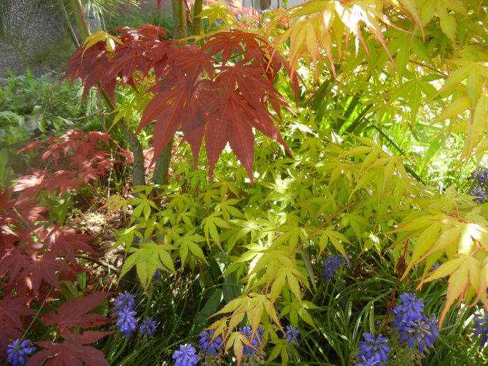 Acer Bloodgood & Katsura (2014, Apr.20) - Acer palmatum_Japanese Maples