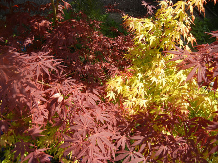 Acer Bloodgood & Katsura (2014, Apr.20) - Acer palmatum_Japanese Maples
