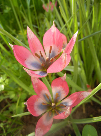 Tulipa Little Beauty (2014, April 21)