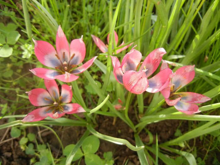 Tulipa Little Beauty (2014, April 21)