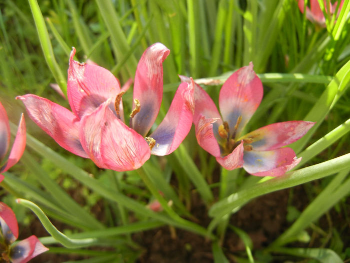 Tulipa Little Beauty (2014, April 21)