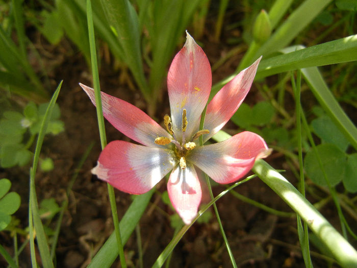 Tulipa Little Beauty (2014, April 21)