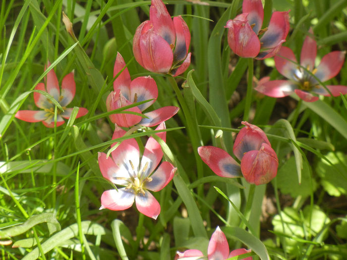 Tulipa Little Beauty (2014, April 21)