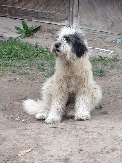 pt dom IACOB ce dea 3 femela