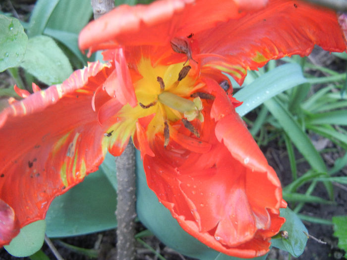 Tulipa Rococo (2014, April 22) - Tulipa Rococo Parrot
