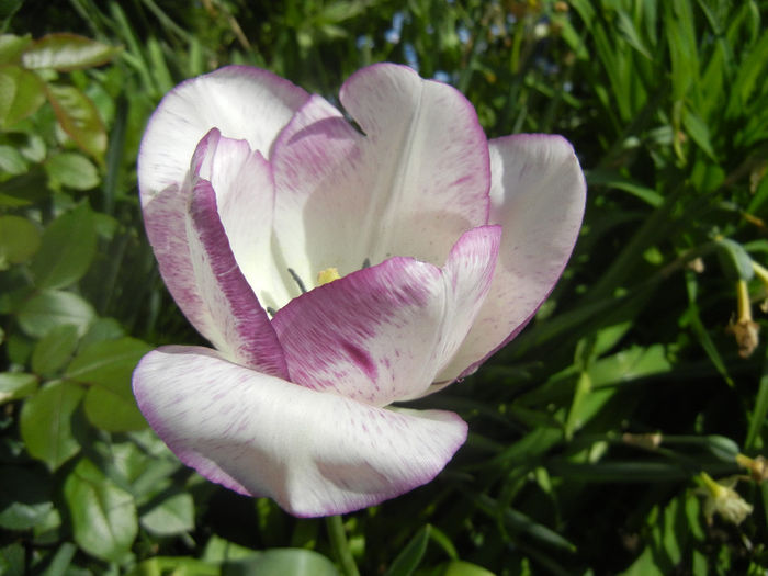Tulipa Shirley (2014, April 21)