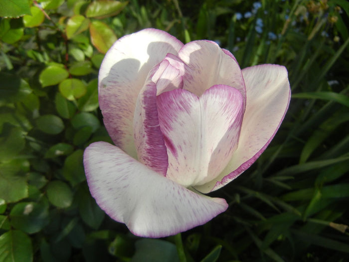 Tulipa Shirley (2014, April 21) Tulipa Shirley (2014, April 21)