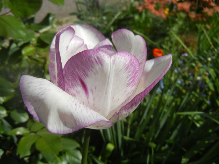 Tulipa Shirley (2014, April 21)