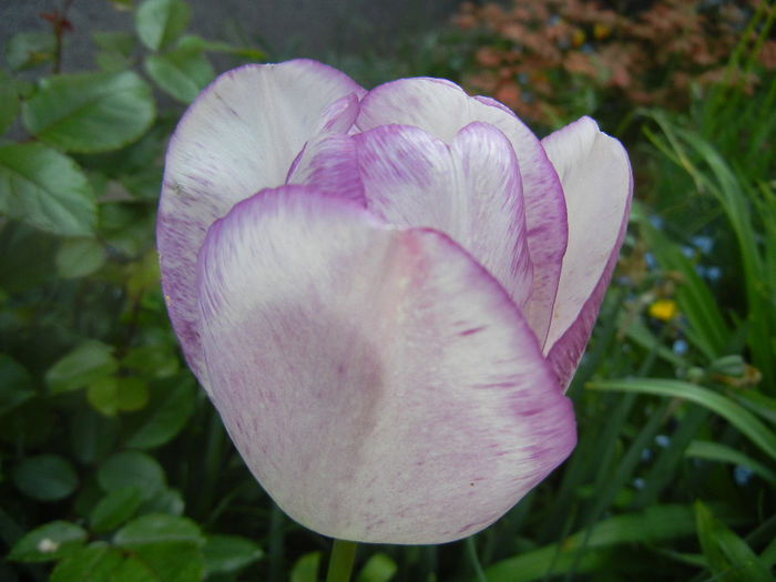 Tulipa Shirley (2014, April 23)