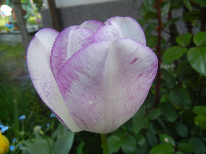 Tulipa Shirley (2014, April 23) Tulipa Shirley (2014, April 23)