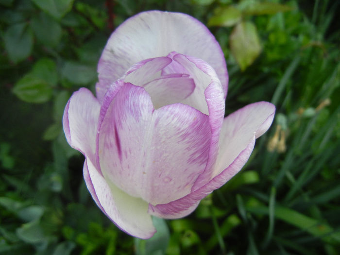 Tulipa Shirley (2014, April 23)