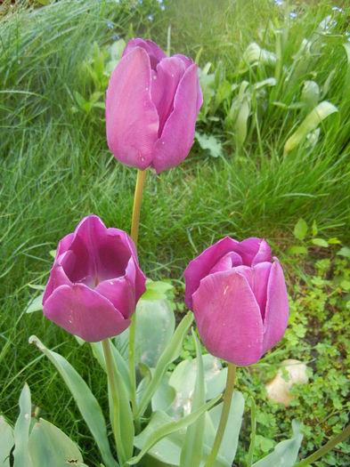 Tulipa Purple Flag (2014, April 21)
