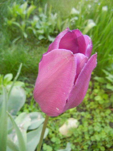 Tulipa Purple Flag (2014, April 21)