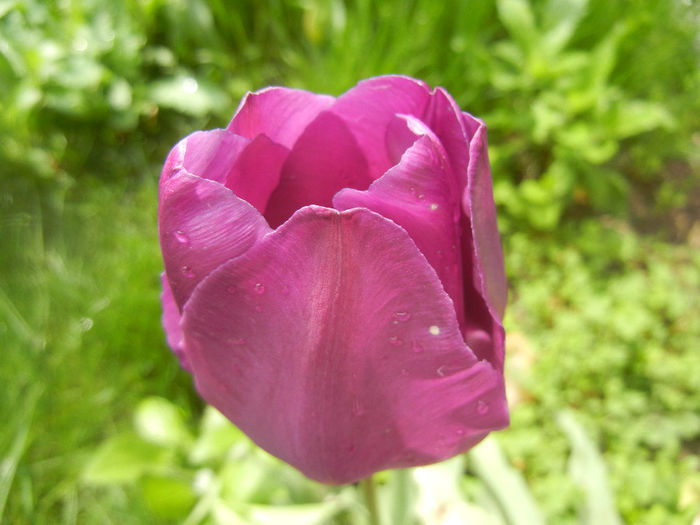 Tulipa Purple Flag (2014, April 22)