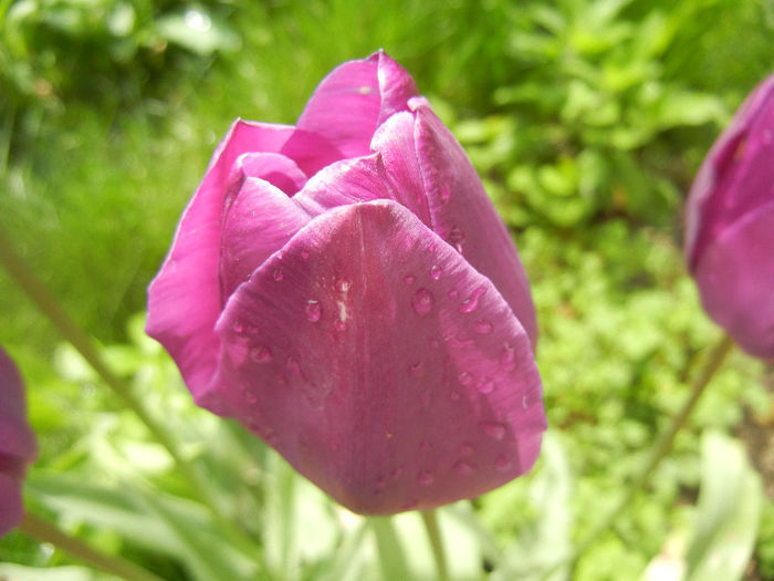 Tulipa Purple Flag (2014, April 22)