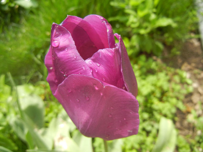 Tulipa Purple Flag (2014, April 22)
