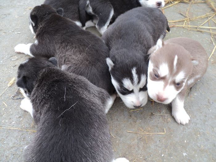 au iesit la soare au 19 zile