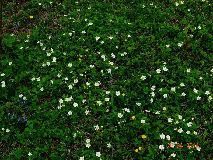 DSC02218 - Plante in natura 2014