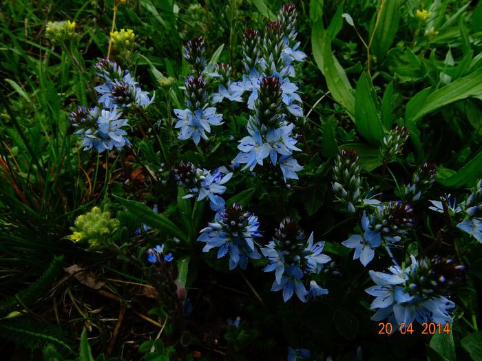 DSC02224 - Plante in natura 2014