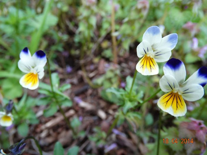 DSC02152 - Plante in natura 2014