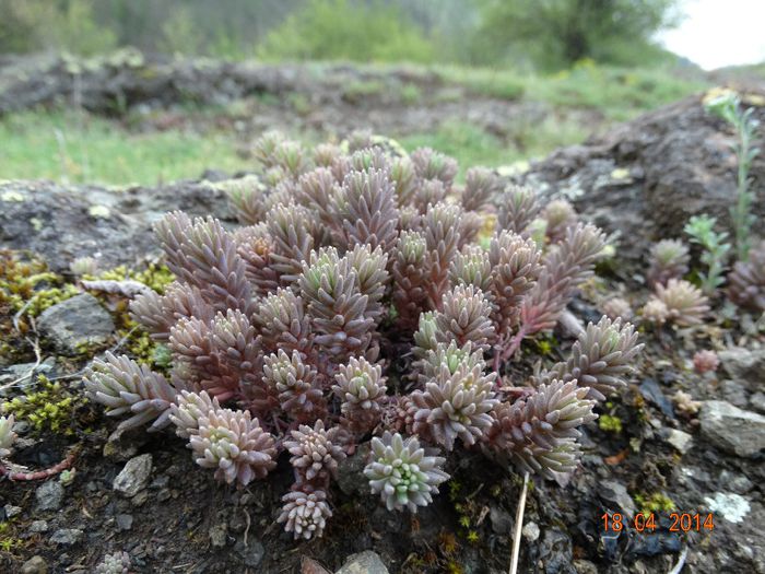 DSC02158 - Plante in natura 2014